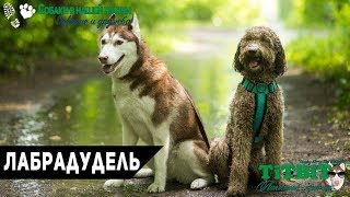 Собаки в нашей жизни: Лабрадудель (Цена, воспитание, уход)