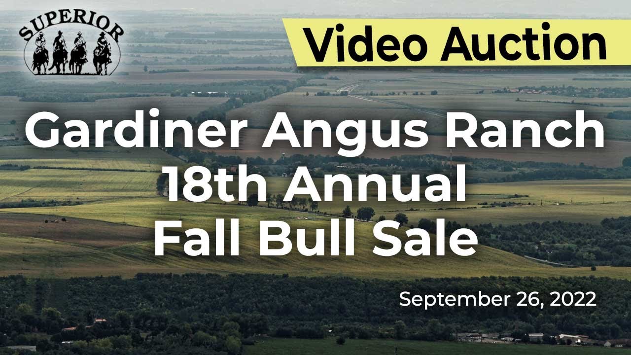 Gardiner Angus Ranch 18th Annual Fall Bull Sale YouTube