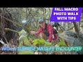 Macro Photography Tips for Capturing Mold, Moss, Plants And Wildlife