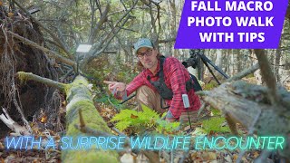 Macro Photography Tips for Capturing Mold, Moss, Plants And Wildlife
