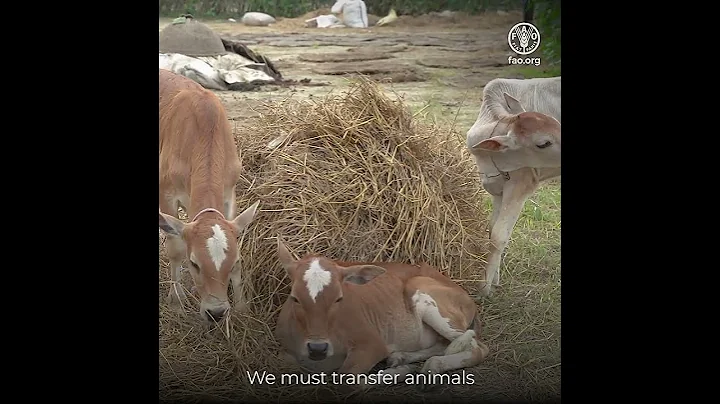 Community Perspectives on Anticipatory Action in the Asia and the Pacific Region