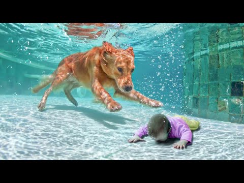 Vídeo: Cuidado com este Slobbery, Lovey-Dovey T-Rex na sua piscina local