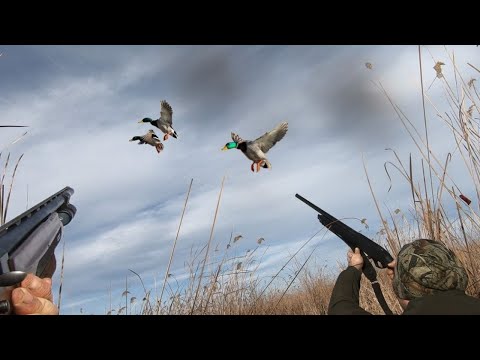 Ördek Avı Net Vuruşlar (2.Bölüm) , Uzak ve Orta Mesafeli Atışlar , Mallard Duck Hunting ,