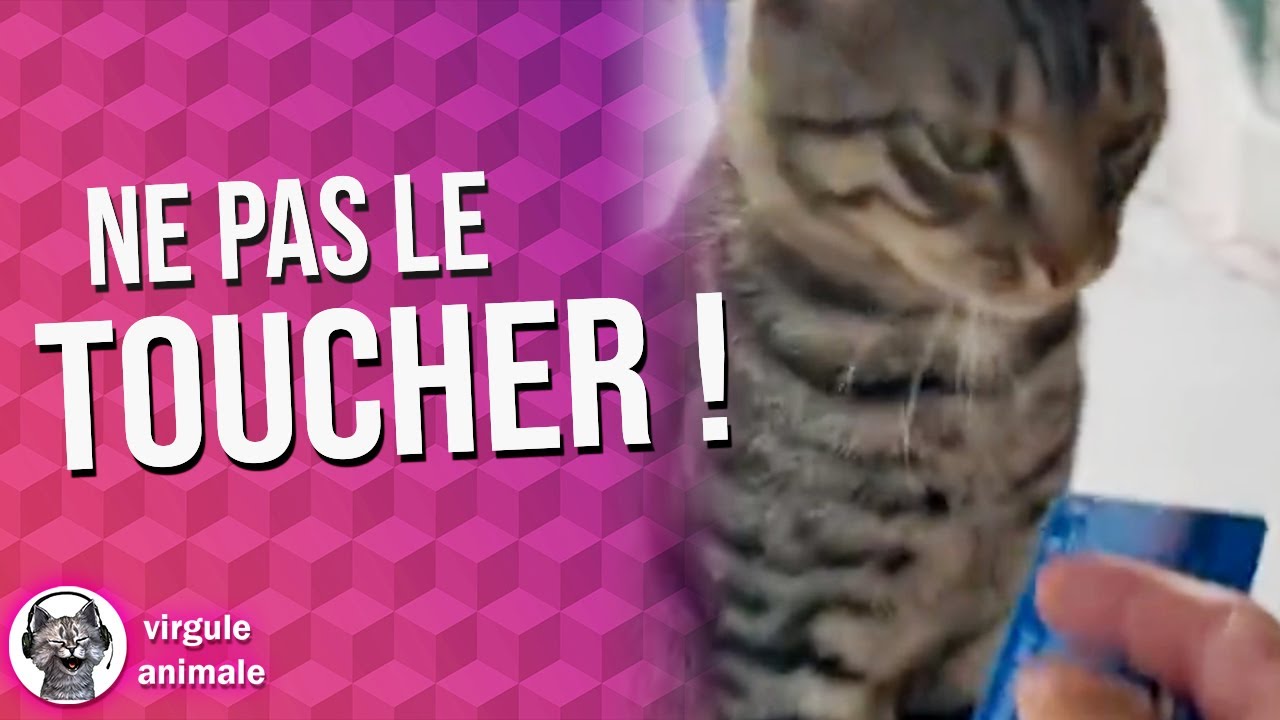 Un Chat Contrôleur De Billet ! Drôle d'animaux