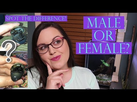 Video: How To Determine The Gender Of A Snail