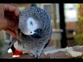 African Greys Are NOT Cuddly Birds