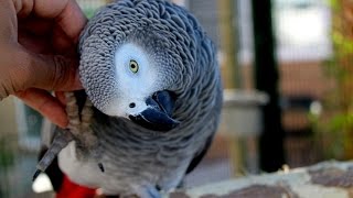 African Greys Are NOT Cuddly Birds