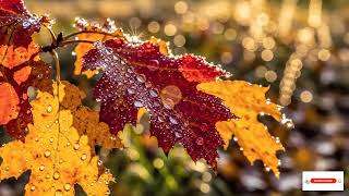 80s Soft Rock Love Songs For Relaxed Evenings – Timeless Classic Easy Listening Hits screenshot 5