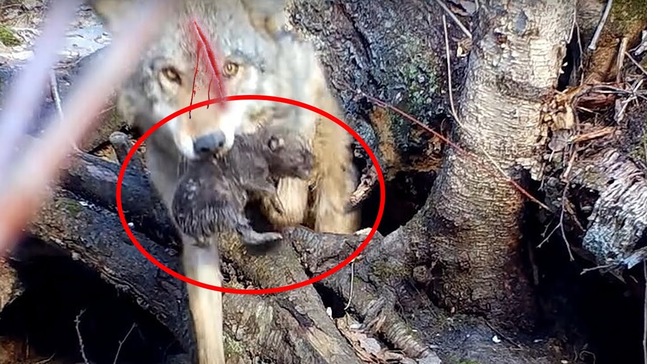 Мальчик обнаружил умирающую волчицу, а когда присмотрелся кто рядом с ней – расплакался...