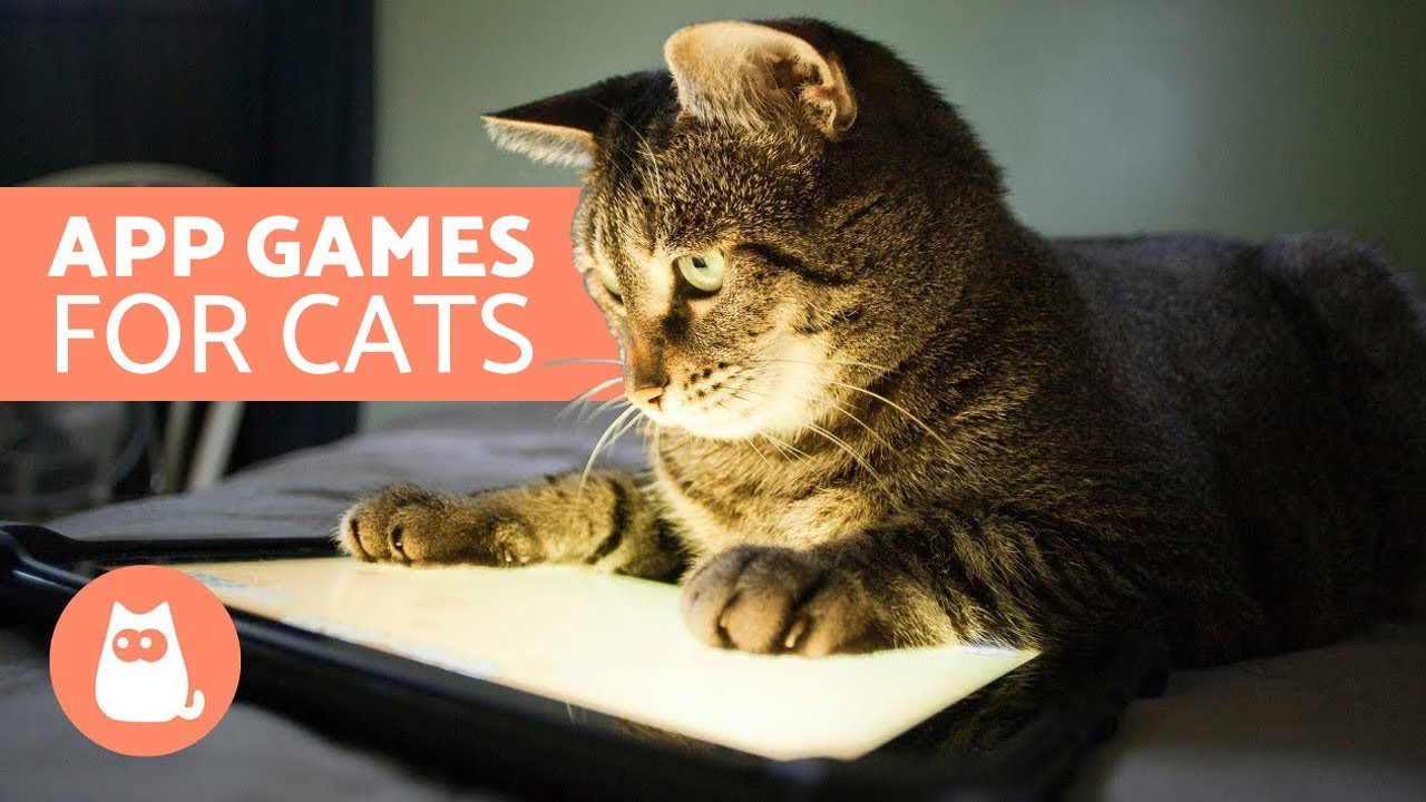 App Games For Cats Catching Mice Youtube