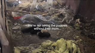 An emotional rescue with a happy ending - Stray Rescue of St Louis