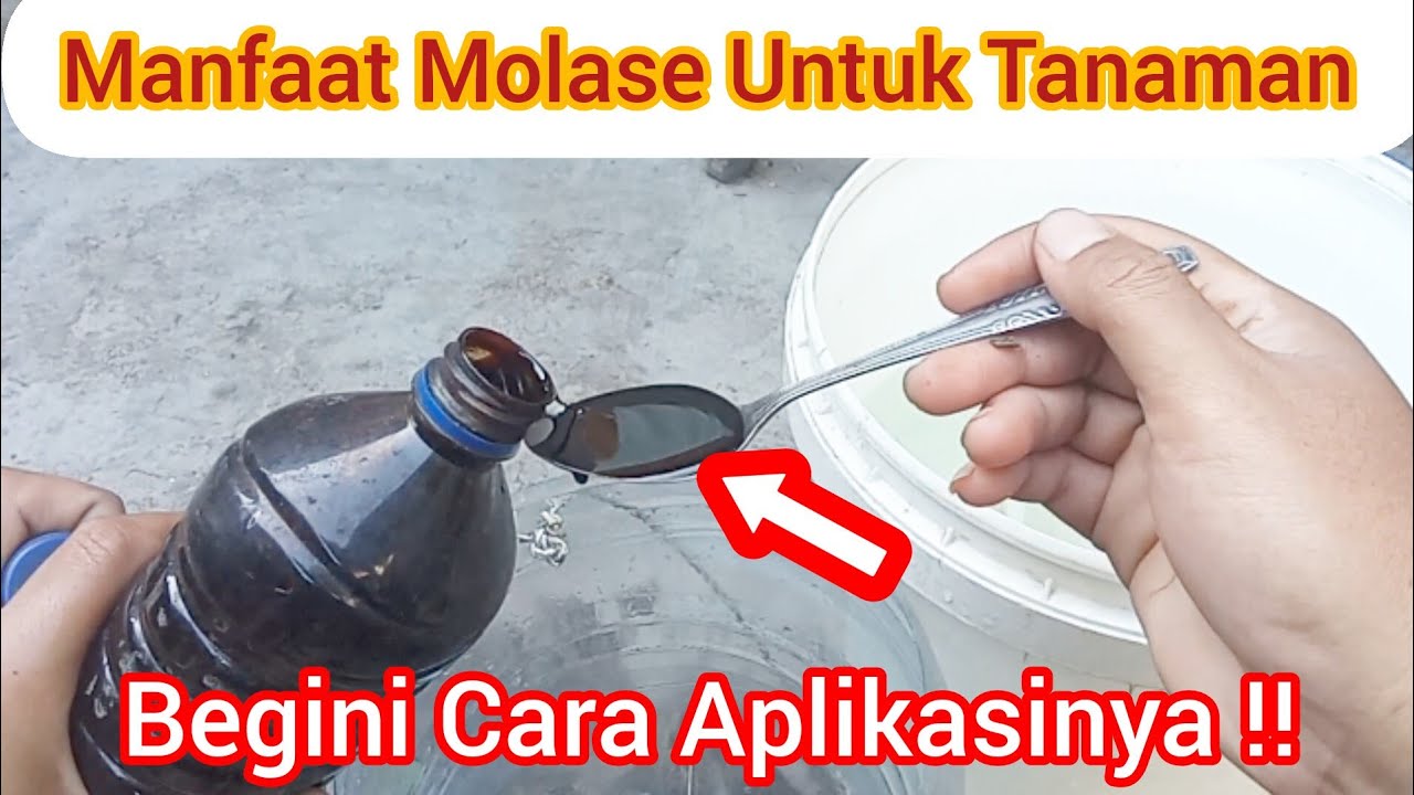 Cara Menggunakan Molase (Tetes Tebu) Sebagai Pupuk Tanaman