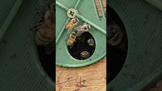 🐝 Bees!  2nd Swarm This Year 🐝 #bee #beehive #pollen #swarm #swarmtrap