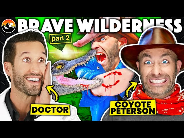 ER Doctor u0026 Coyote Peterson REACT to DEADLIEST Bites From Brave Wilderness class=