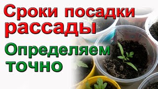 Сроки посадки рассады. Ошибки и выводы.