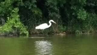 White Crane flying around lake