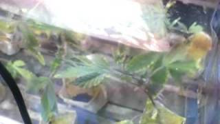 Finding Neem Oil!!!