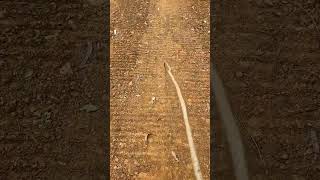 Revisit Your Childhood Did You Play With Branches Like These