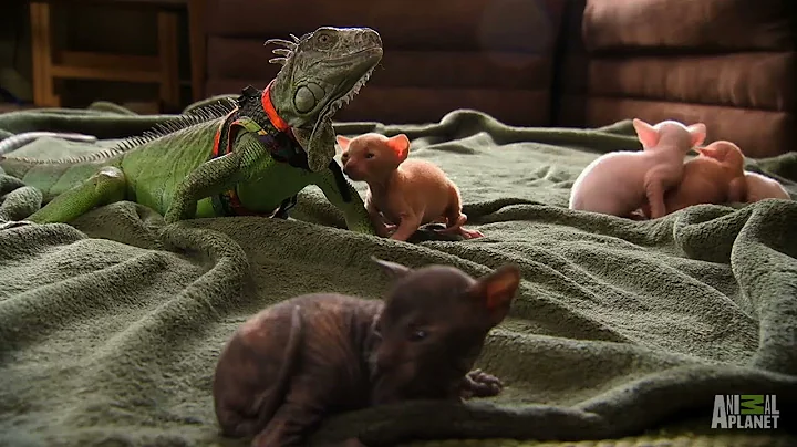 Party Time in the Animal House! | Too Cute!