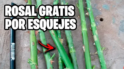 Como fazer clone de roseira?