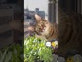 #ww #cat #かわいい #スパイ🕵️ #😸😸😸😸 #😾💥