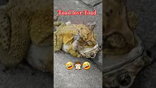 TOAD LOVE TOAD in Rose Flowers eangle Vs MonitorLizard Bird Vs snake hawk owl ferret tawny