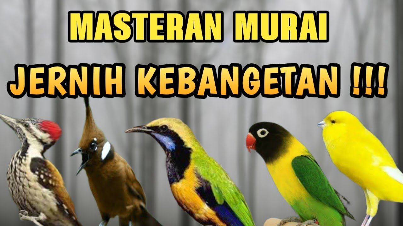 MASTERAN KOMPILASI TEMBAKAN JERNIH ANDALAN PEMAIN LATBERAN SUARA MEWAH PANJANG