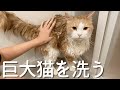 お風呂に入ったら小さくなっちゃった巨大猫【ぽしゃっけ、】