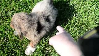 Rascal video 04122024 by Havanese Haven 46 views 1 month ago 27 seconds