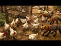 Como Os Agricultores Americanos Lidam Com Milhões De Coyotes Atacando Fazendas - Agricultura