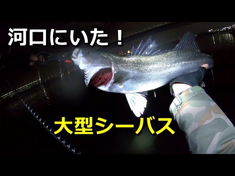 出れば大型？まだまだ寒い2月の河口でシーバス釣り
