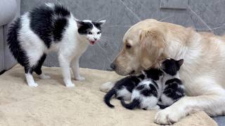 From Fear to Love: Tiny Kittens Show Mom Cat the Golden Retriever Is Safe in Their First Meeting!