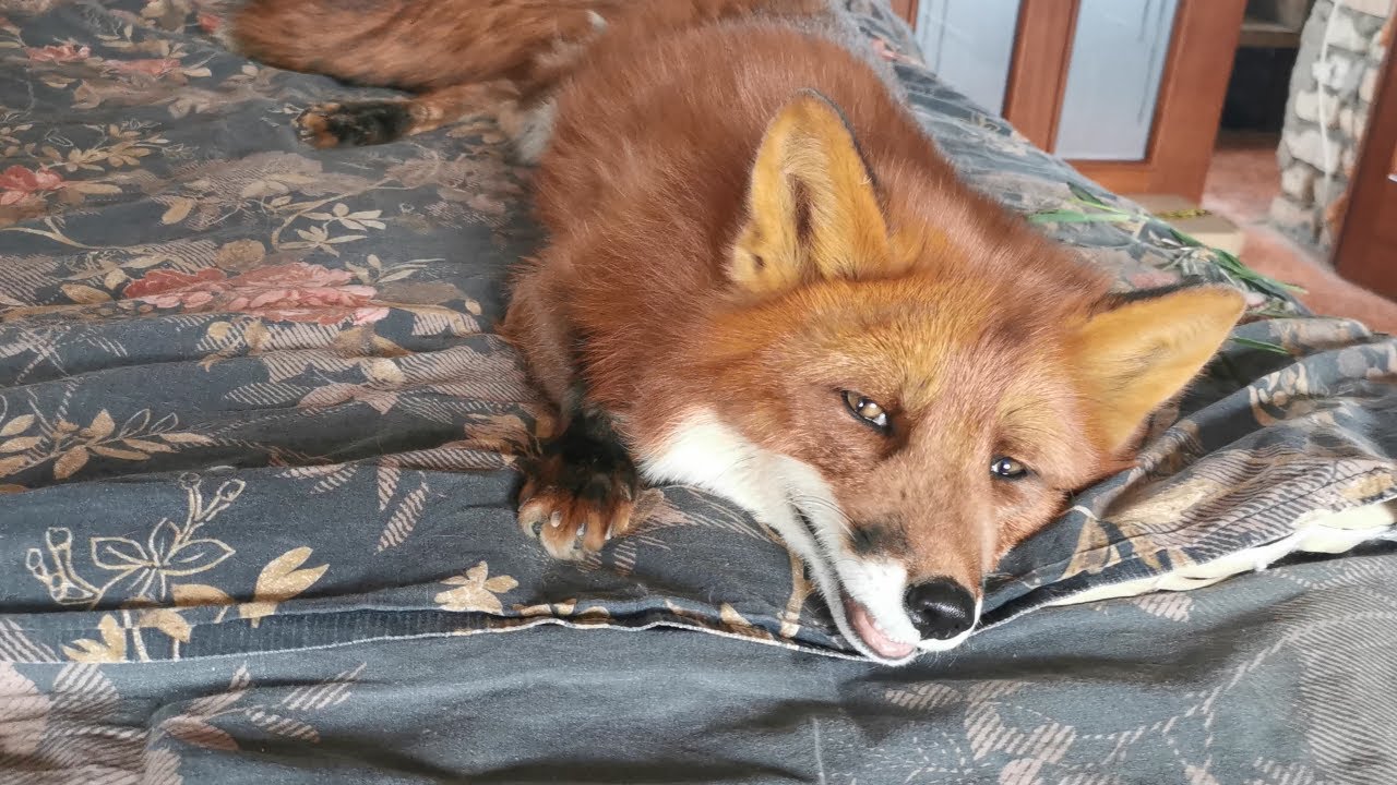 Выбираем подарок на день рождения лисы Фокси - YouTube