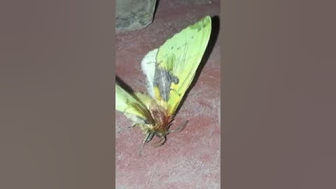 Thumbnail of Butterfly#lovesongs #butterflies #music #song #spotify #love