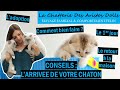 Arrivée d'un chaton : Comment l'aider le premier jour ? Astuces et conseils pour votre chaton