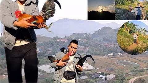 Hlau youtube đi bắt gà rừng giải nhất về làm video cho ae xem đây.qaib qus zoo nkauj khav theeb