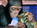 Mara Torres - Chimpance se encariña con cachorros de tigre - L2N 02 ago 11