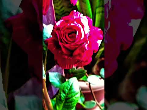 Beautiful Two Color Rose🌹❤️at my Balcony Garden Naturewithnaaz #Shorts#rose#trending#shortsfeed