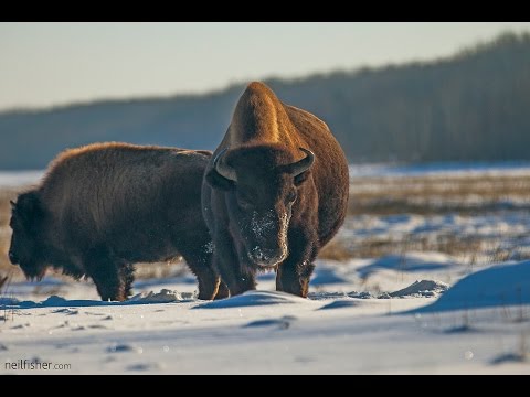 Plains Bison of Prince Albert National Park