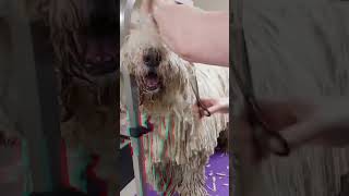 Such a gentle giant!!  Komondor gets a makeover per moms request…… #dog #bubblebath #cuteanimals