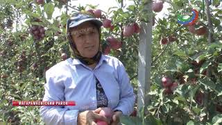 Пять сортов яблок. В Магарамкентском районе идет сбор урожая