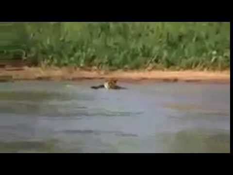 Jaguar Attacks and eat Alligator - YouTube