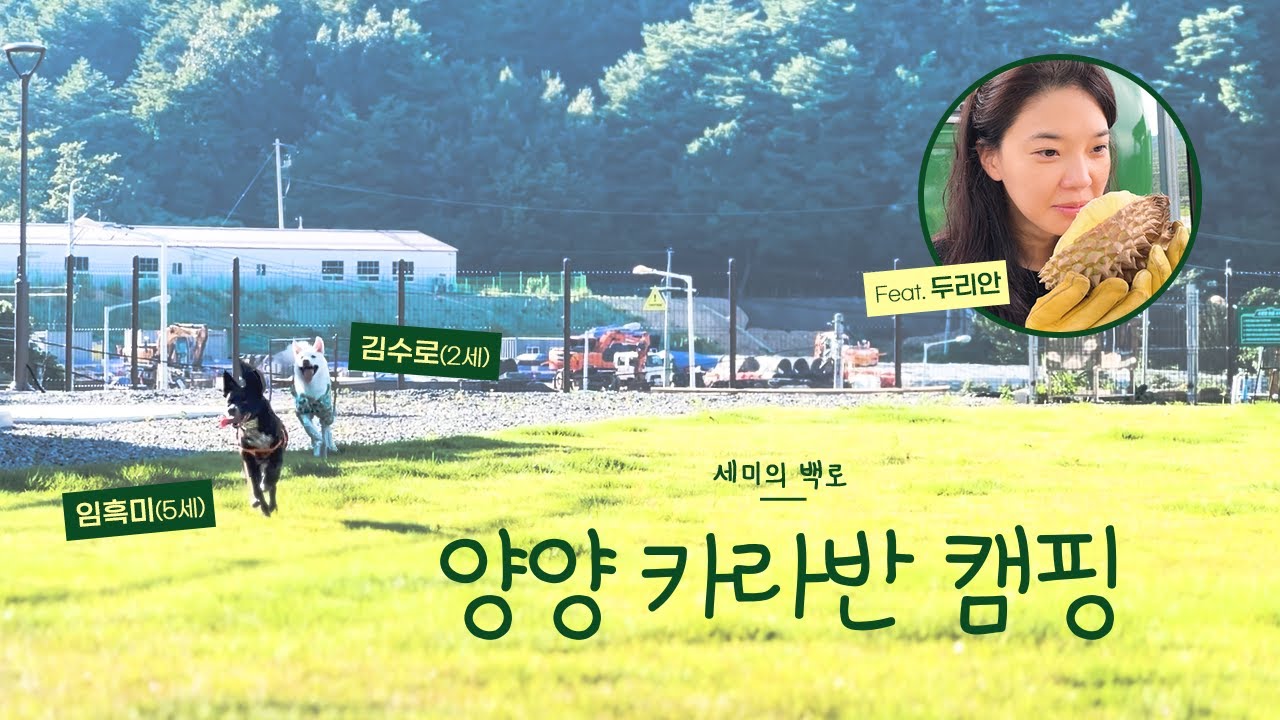 🚐양양 카라반 캠핑(with 흑미&수로) | 백로 편