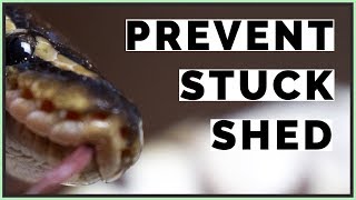 How to Prevent Stuck Shed in Pet Snakes