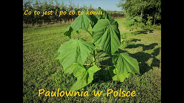 Wann pflanzt man Paulownia?