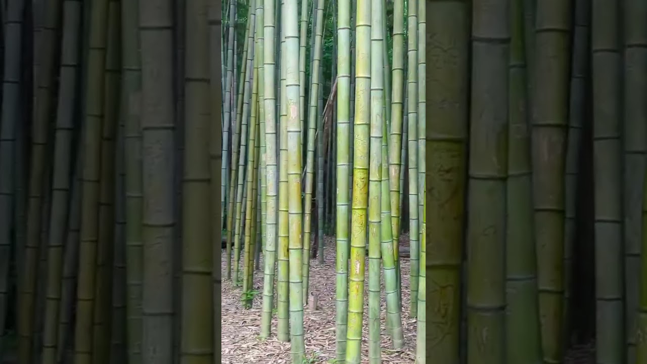 Most Enchanting Place in Atlanta 