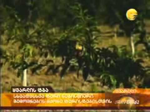სიუჟეტი ყვარლის ტბის კომპლექსზე - Imedi TV