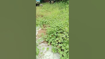 siapa sangka ini kebun yang sudah gak terurus.. tapi di Singapura #hiden_place #singapore #jungle