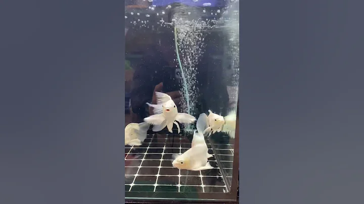 Đi Săn Chép Sư Tử