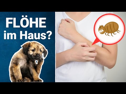 Video: Einen Hamster füttern – wikiHow